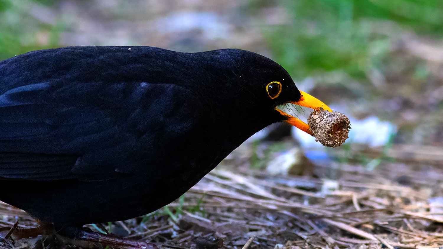 Eurasian Blackbird